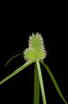 Low spikesedge